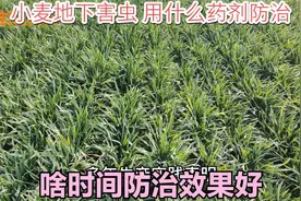 小麦地下害虫，用什么药剂防治，啥时间防治效果好视频封面