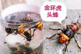 金环虎头蜂王掉进水缸里，每天靠吃蚂蚁为生，直接盘它拿来泡酒视频封面