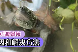 乌龟后腿动不了怎么办？宠物龟后肢瘫痪的两个原因和解决方法对策视频封面