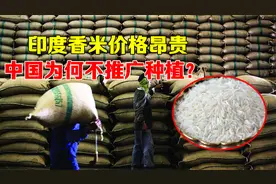 印度长粒香米，价格是我国圆粒米的5倍，为何我们不大面积种植？视频封面