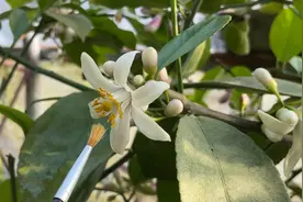 春季养柠檬别偷懒，选对肥料，多做一个“动作”，就能硕果累累视频封面