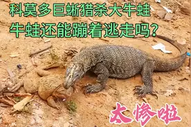 科莫多巨蜥猎杀大牛蛙，牛蛙还能蹦着逃走吗？太惨了！视频封面