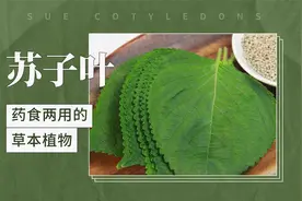 苏子叶——药食两用的草本植物视频封面