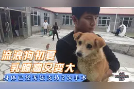 乳腺瘤的流浪狗肿瘤又变大，身体已经无法坚持2次手术，让人心痛视频封面