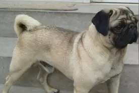 不能成为流浪狗的犬，没有主人饲养，不能独自生存