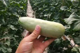 每年5月份是甜瓜上市的季节，每天上午的工作就是摘瓜，吃瓜季节视频封面
