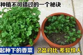 阳台种香菜，出苗又慢又差该怎么办？试试这个方法，出苗又好友快视频封面