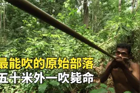 马来西亚天才原始人，自制吹管射猴插猪，50米外一击毙命视频封面