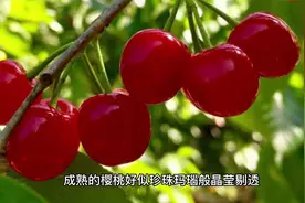 樱桃花简介.mp4视频封面