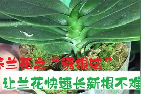 养兰花之“诱根法”，让蝴蝶兰快速长出新根，原来这么简单！视频封面