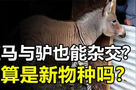 驴和斑马也能杂交？厦门动物园成功繁育“斑驴”，算是新物种吗？视频封面