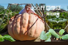 花30元购五粒巨型南瓜种，育苗方法简单，单瓜2000斤一个你会信吗视频封面