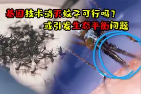 基因技术灭蚊可行吗？或引发生态平衡问题，蚊子并非一无所出视频封面