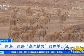 青海：人车让路！直击“高原精灵”藏羚羊迁徙|第一时间视频封面