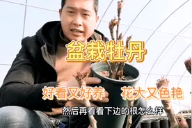 有花友质疑这个盆栽牡丹，是不是真的好看又好养，香味浓不浓视频封面