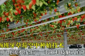 西班牙草莓空中种植技术，工厂化流水线生产，农业科技魅力真大！视频封面