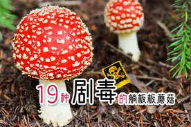 我国能毒死人的19种剧毒蘑菇图鉴及详细特征，认识它们避免躺板板视频封面