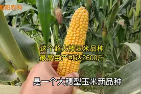 最高亩产2600斤，这个超大穗玉米新品种，能在18个省市种植视频封面
