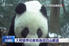 “溜娃”现场！大熊猫带幼崽现身四川泥巴山廊道视频封面