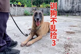都说人不在狗就乱捡东西吃，看训犬师怎么一招解决，这办法好视频封面
