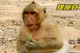 猴子甜豌豆怎么了？喝了水后眼睛也在抽搐，看起来像是癫痫发作视频封面