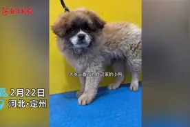 河北定州一大爷带狗狗去洗澡 洗完后太干净不敢认：这不是我的狗