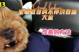 EP033简単改善狗狗在车上又跑又跳叫不停的方法-狗狗行为矫正训练视频封面