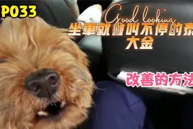 EP033简単改善狗狗在车上又跑又跳叫不停的方法-狗狗行为矫正训练视频封面