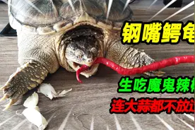 20多斤铁甲钢嘴大鳄龟，生吃印度魔鬼大辣椒，最后竟把大蒜瓣吞了视频封面