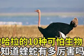10种在撒哈拉沙漠里生存的可怕生物，你知道蝰蛇有多可怕吗？视频封面