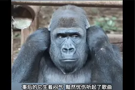 银背大猩猩，特爱吃鼻屎。视频封面