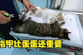 袄张家的猫咪真奇葩，蛋蛋割掉没感觉，剪了它指甲麻药都压不住