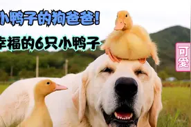 5只狗跟6只小鸭子生活在一起，它们分不开彼此，狗狗把小鸭子当宝视频封面