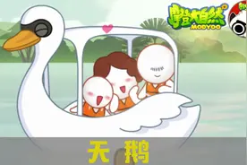 【摩登大自然】天鹅的战斗力到底有多强？视频封面