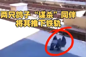 两只鸽子谋杀同伴将其推下铁轨，网友：原本以为是和平鸽视频封面