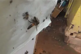 土蜂对比大排蜂。ApisCerana Vs Apis Dorsata。视频封面