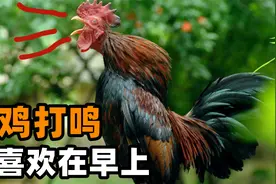 公鸡为什么喜欢在早上鸣叫？难道它知道时间？视频封面