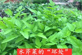 活了几十年，今天才知道水芹菜的“坏处”，看完记得叮嘱家人视频封面