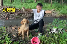 小伙河边抓鱼时，金毛在石头下意外发现一窝螃蟹，可把小伙乐坏了视频封面