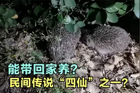 这种被称为“四仙“之一的小动物在北京小区出现，能抓回家养么？视频封面