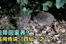 这种被称为“四仙“之一的小动物在北京小区出现，能抓回家养么？视频封面