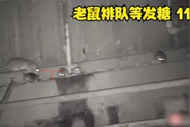 看国外农场小哥的灭鼠方法 香蕉皮一扔一个准视频封面