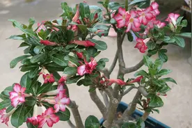 “巨无霸”沙漠玫瑰，一次开花上百朵，教你两分钟学会促花大法视频封面