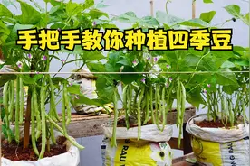 这里的农村是这样种四季豆的，给它们搭个架子，产量竟翻倍！