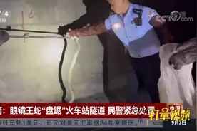 云南：眼镜王蛇“盘踞”火车站隧道，民警紧急处置|中国新闻视频封面