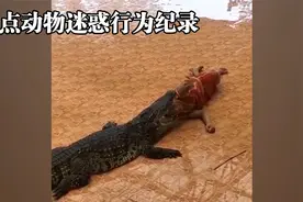 盘点动物迷惑行为纪录，大熊猫故意伤人真是太可怕了视频封面