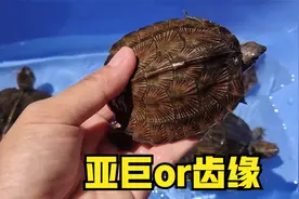 亚洲巨龟和齿缘摄龟，傻傻分不清楚，小池教你看这3个地方视频封面