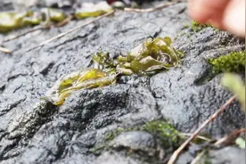 这种市面上买不到，比人参还有营养的植物，你吃过吗？视频封面