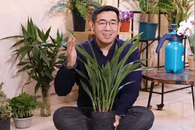 兰花怎么养？园艺师教你，兰花的详细养护技巧视频封面