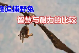 苍鹰追捕野兔，野兔顽强的挣扎死里逃生，一场智慧与耐力的比较视频封面
